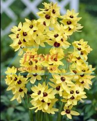 Ixia Yellow Giant.jpg